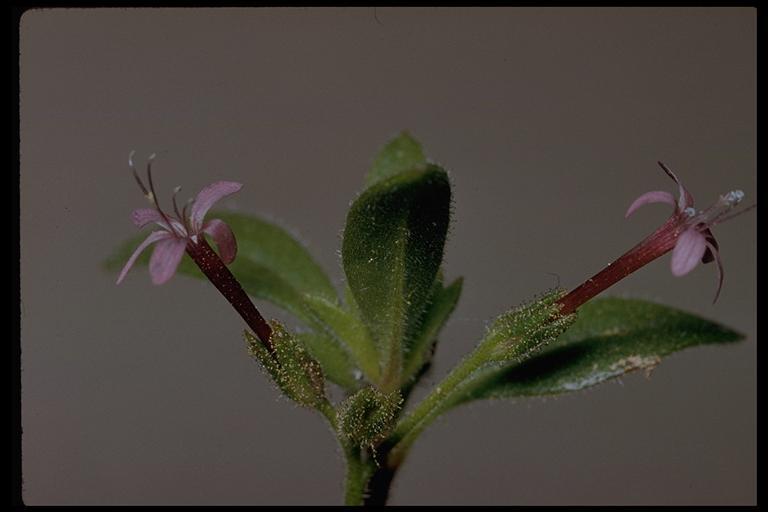 Plancia ëd Allophyllum gilioides (Benth.) A. D. & V. E. Grant