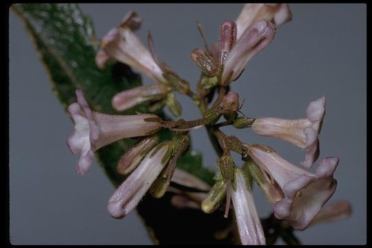 Image of California yerba santa