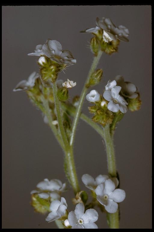 Plancia ëd Plagiobothrys nothofulvus (A. Gray) A. Gray