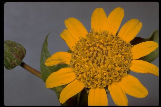 Wyethia angustifolia (DC.) Nutt. resmi