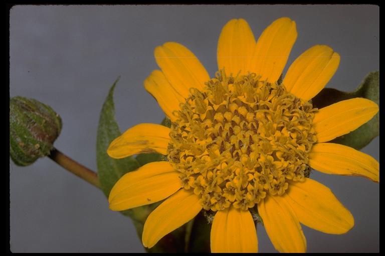 Wyethia angustifolia (DC.) Nutt. resmi