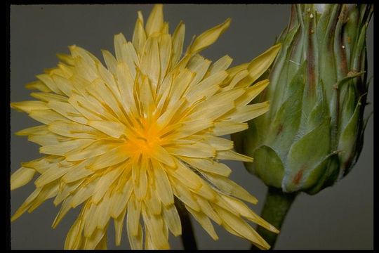 Image of bigflower agoseris