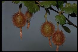 Image of hillside gooseberry