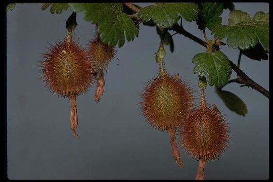 Image of hillside gooseberry