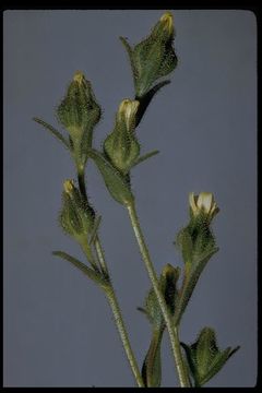 Image of grassy tarweed