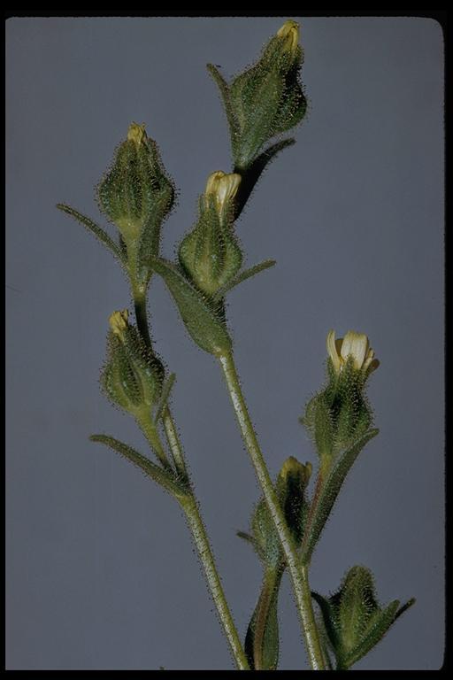 Image of grassy tarweed