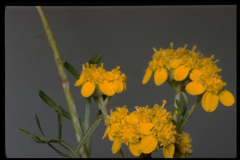 Image of golden-yarrow