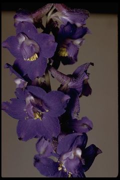 Image of royal larkspur