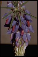 Image of spider lupine