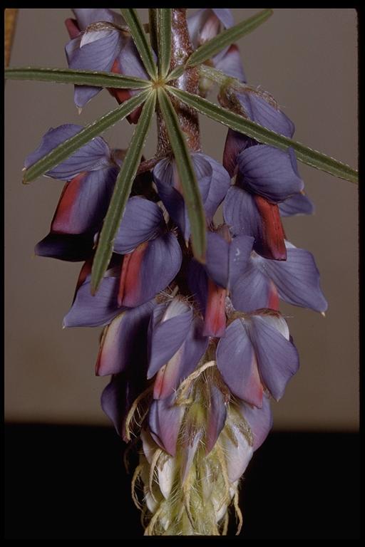 Image of spider lupine