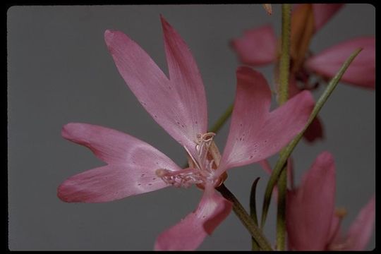 Plancia ëd Clarkia biloba (Dur.) A. Nels. & J. F. Macbr.