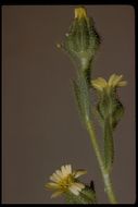 Image of grassy tarweed