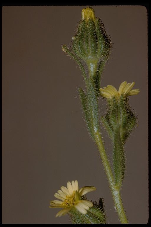 Image of grassy tarweed