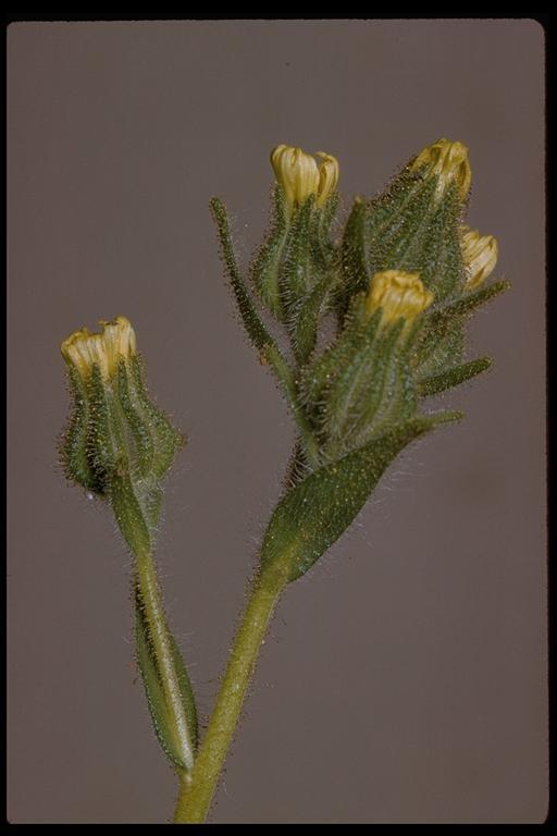 Image of grassy tarweed