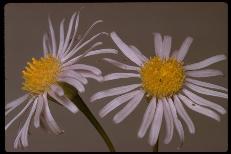 Image of leafy fleabane