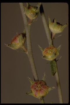 Image of valley checkerbloom