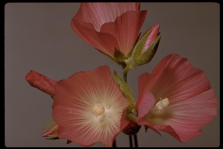 Image of valley checkerbloom