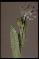 Imagem de Myosotis discolor Pers.