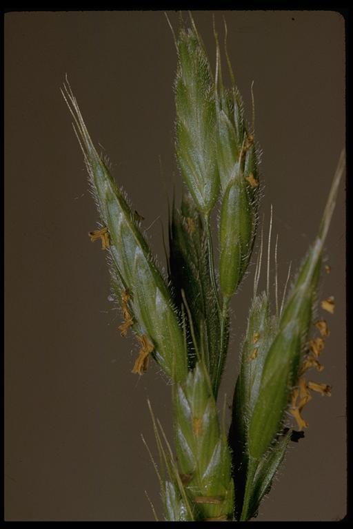 Imagem de Bromus ferronii Mabille