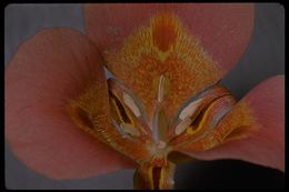 Image de Calochortus venustus Douglas ex Benth.