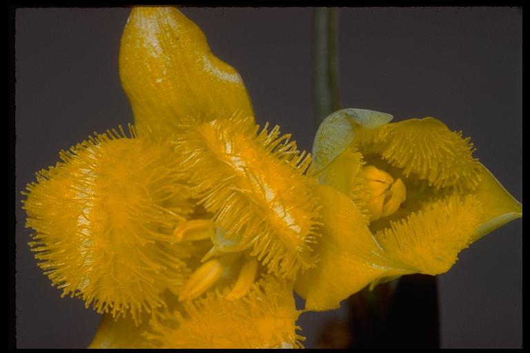 Calochortus monophyllus (Lindl.) Lem. resmi