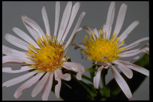 Image of Pacific aster