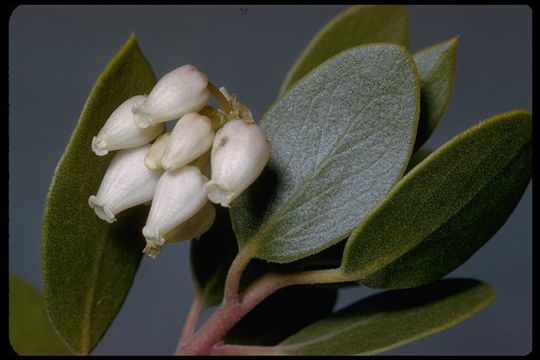 Image of bigberry manzanita