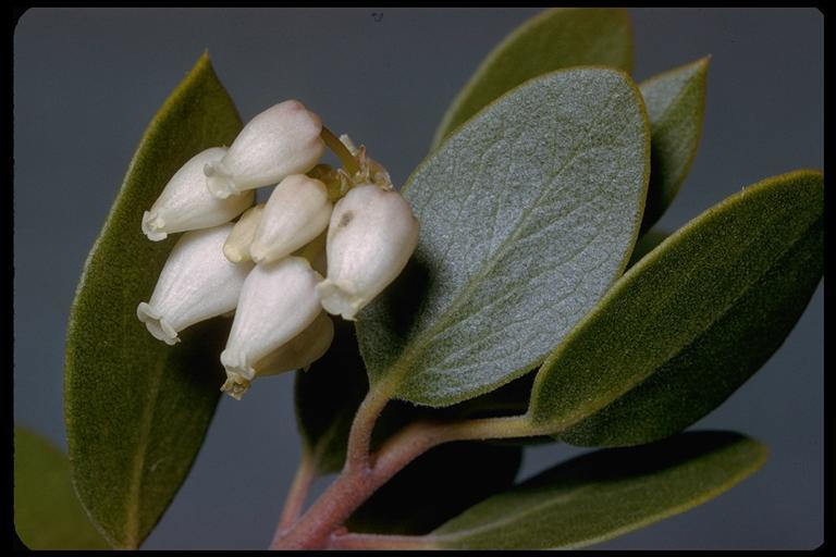 Imagem de Arctostaphylos glauca Lindl.