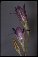 Sivun Brodiaea elegans Hoover kuva