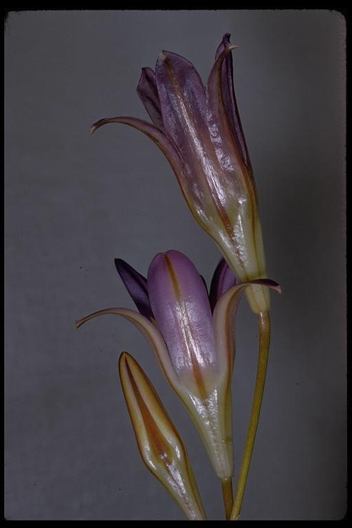 Imagem de Brodiaea elegans Hoover