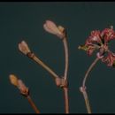 Imagem de Eriogonum apricum J. T. Howell