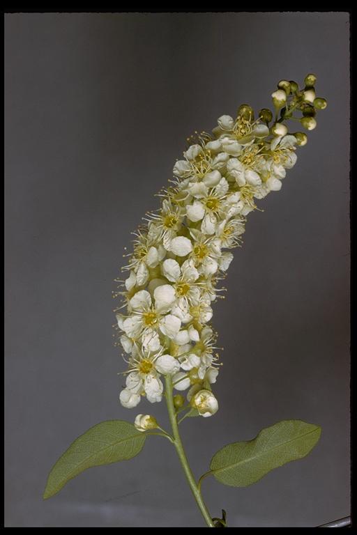 Prunus virginiana var. demissa (Nutt.) Torr. resmi