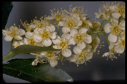 Image of western chokecherry