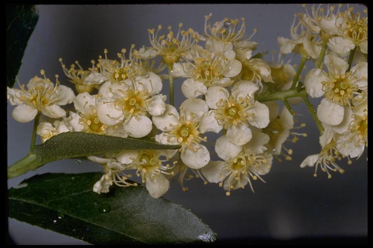 Sivun Prunus virginiana var. demissa (Nutt.) Torr. kuva