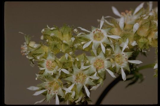 Imagem de Horkelia tridentata Torr.