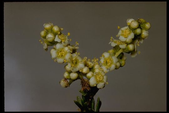 Imagem de Adenostoma fasciculatum Hook. & Arn.