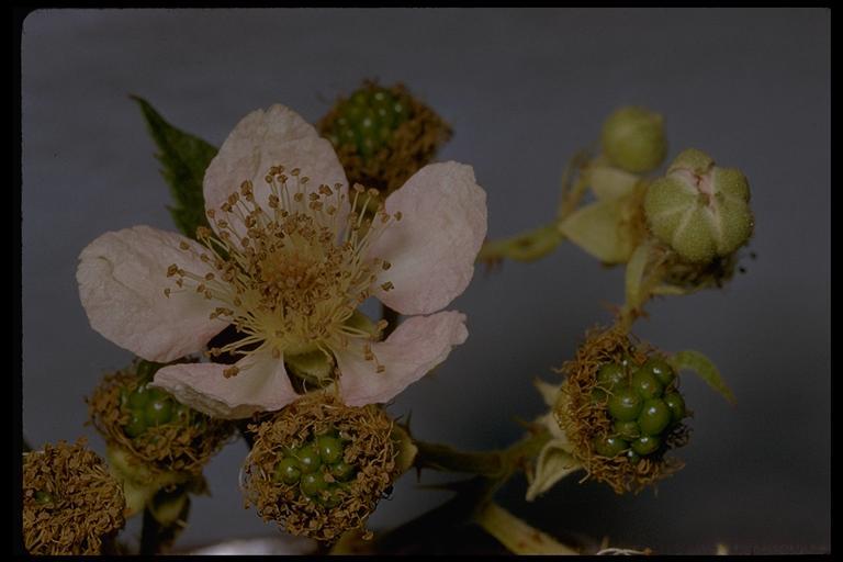 Image of Himalayan blackberry