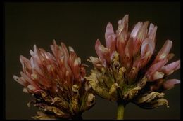 Слика од Trifolium ciliolatum Benth.