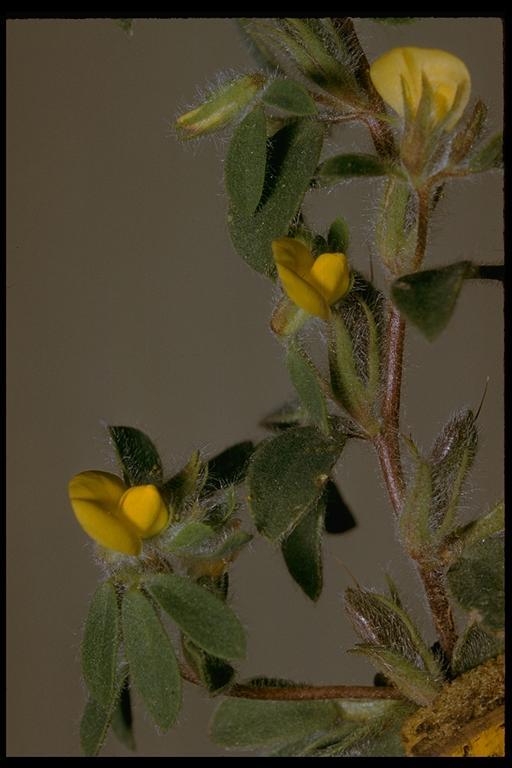 Acmispon brachycarpus (Benth.) D. D. Sokoloff的圖片