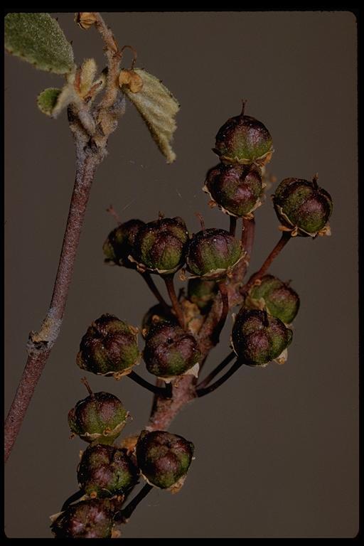 Image of woolyleaf ceanothus