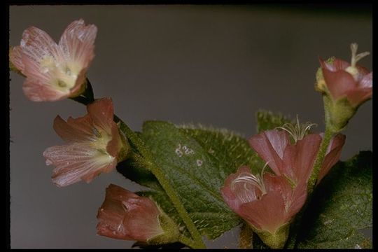 Image of dwarf checkerbloom