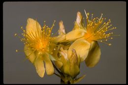 Image de Hypericum concinnum Benth.