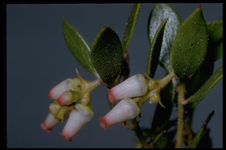 Image de Arctostaphylos myrtifolia Parry