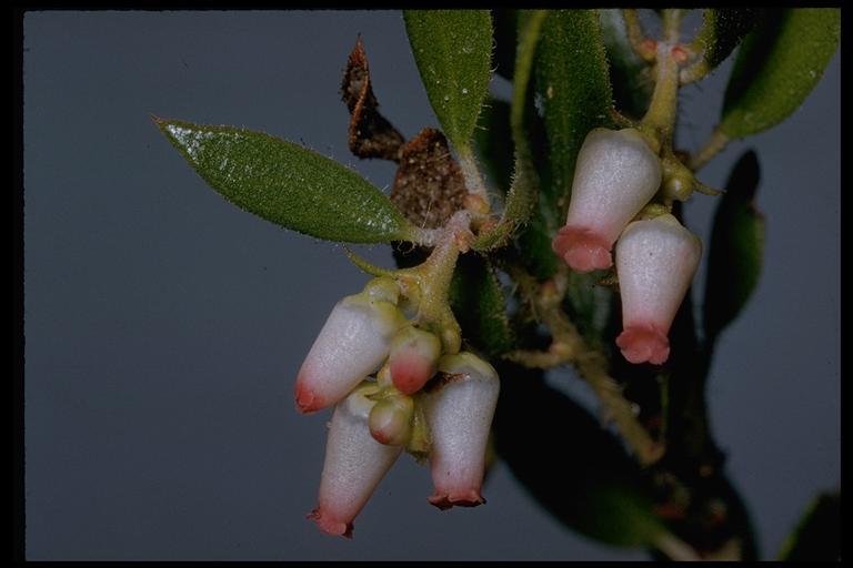 Image de Arctostaphylos myrtifolia Parry