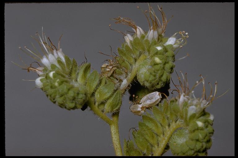 Image of imbricate phacelia