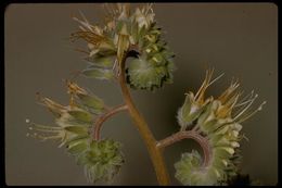 Image of Kaweah River phacelia