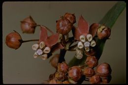 Imagem de Asclepias cordifolia (Benth.) Jepson