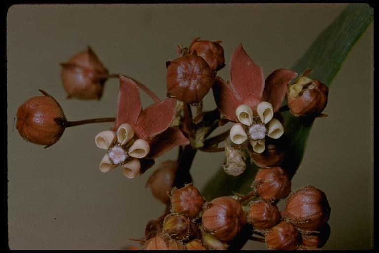 Imagem de Asclepias cordifolia (Benth.) Jepson