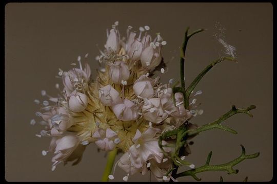 Image of bluehead gilia