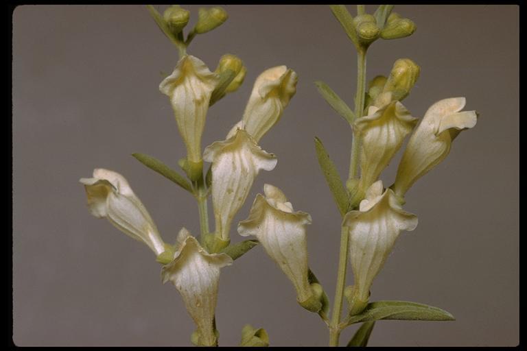 Scutellaria californica A. Gray的圖片